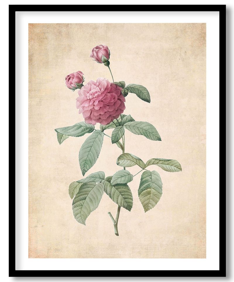 Purple Agatha - Pressed Vintage Botanical