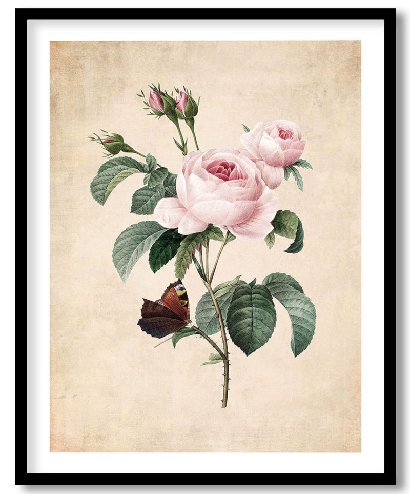 Provence rose - Pressed Vintage Botanical
