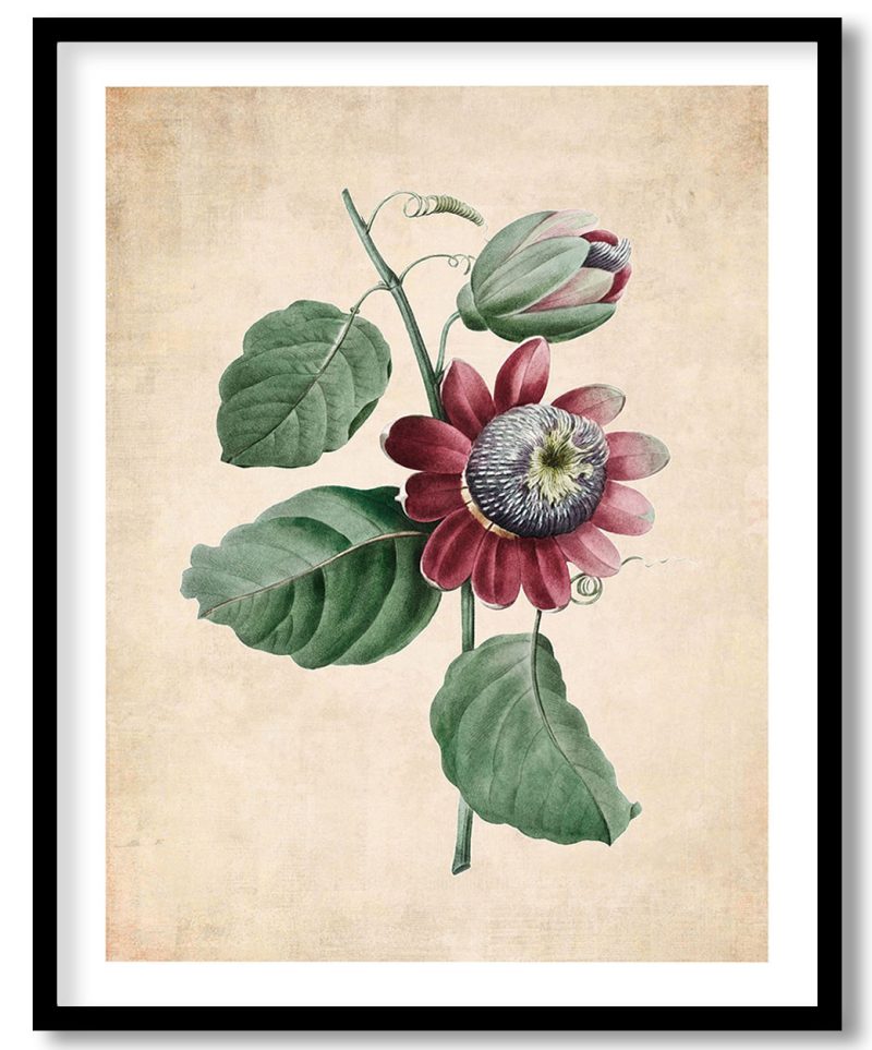 Passiflore ailee - Pressed Vintage Botanical