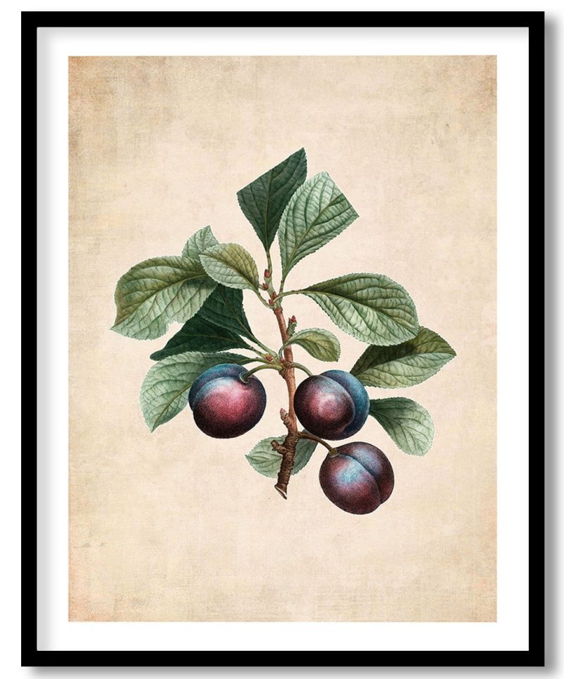Myrobalan plum - Pressed Vintage Botanical