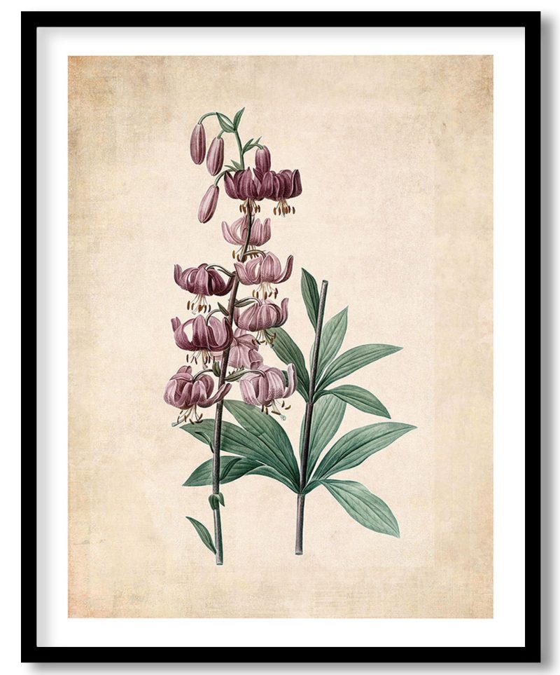 Lilium martagon - Pressed Vintage Botanical