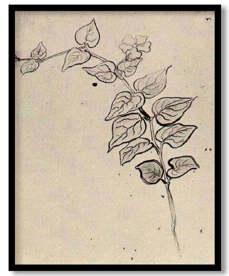 Branch with Leaves by Vincent van Gogh (1890)