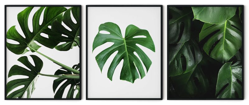 Set of 3 green monstera leaves