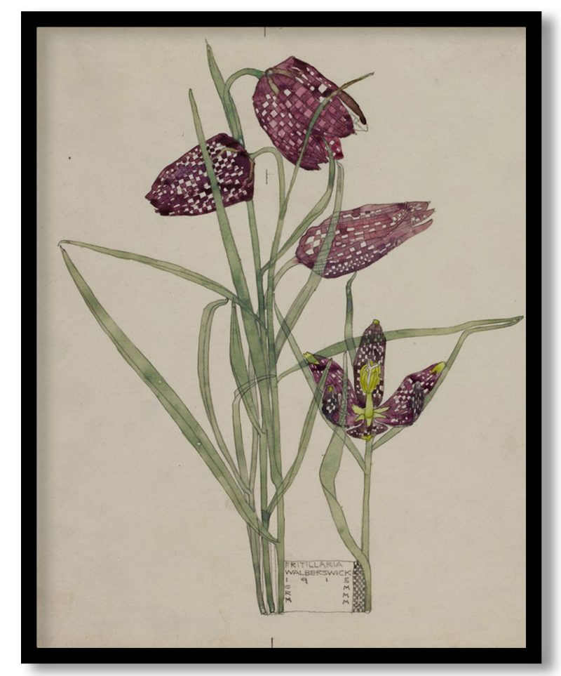 Fritillaria by Charles Rennie Mackintosh (1915)