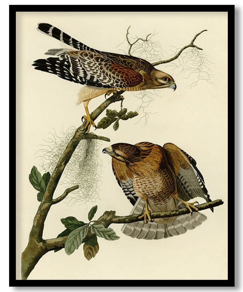 Plate 56. Red shouldered Hawk by John James Audubon (Unknown)