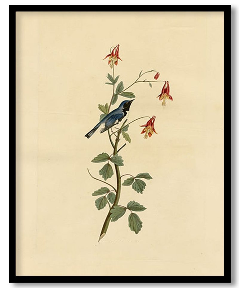 Plate 155 Black throated Blue Warbler   by John James Audubon (Unknown)