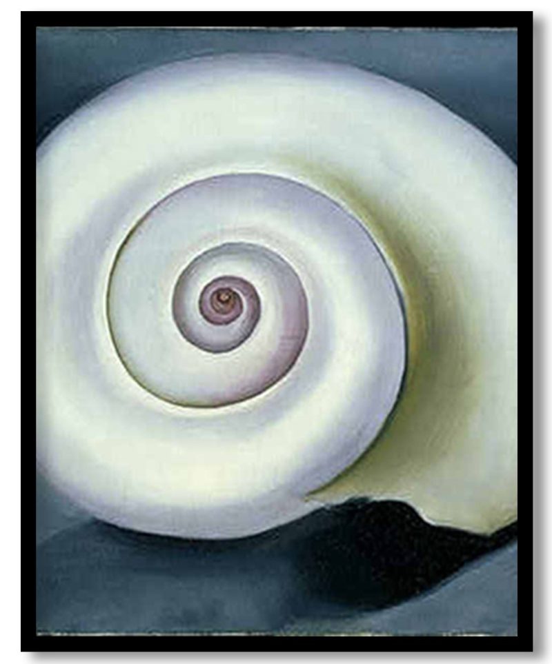 Shell No. I by Georgia O'Keeffe (1928)
