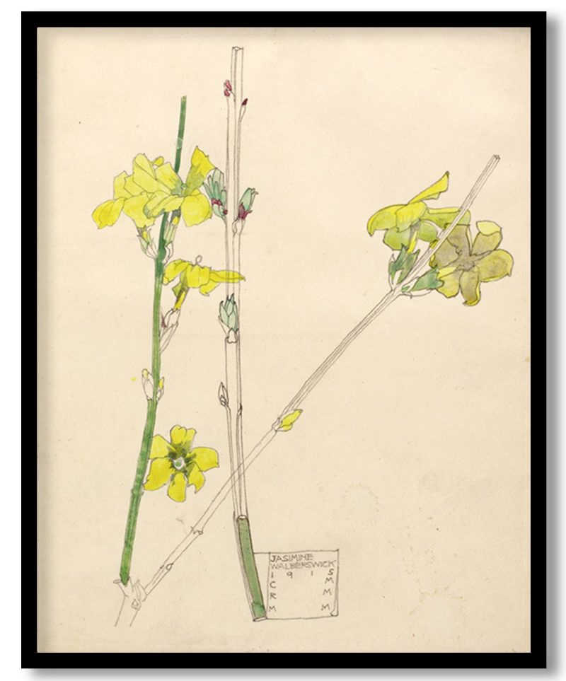 Jasmine by Charles Rennie Mackintosh (1915)