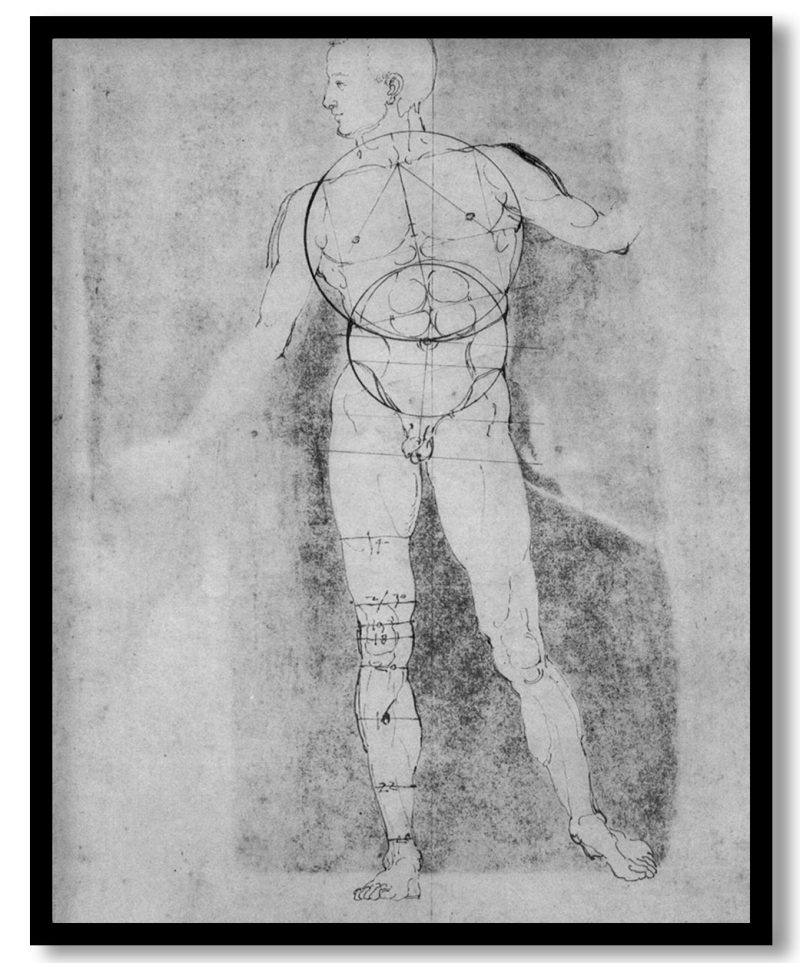 Male Nude (Adam) by Albrecht Durer (1506)