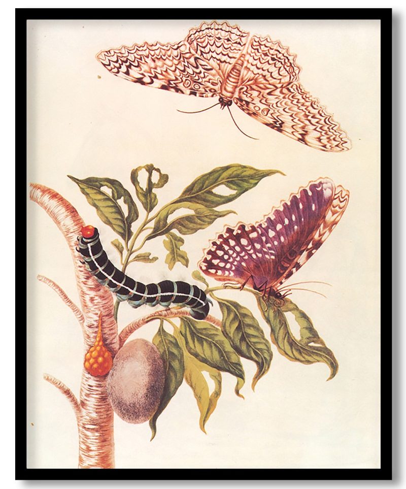 Metamorphosis of a Butterfly by Maria Sibylla Merian (1705)