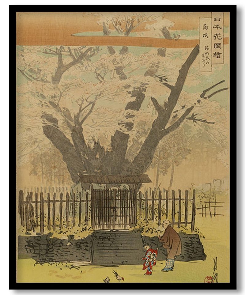 Nihon hana zue by Ogata Gekko (1896)