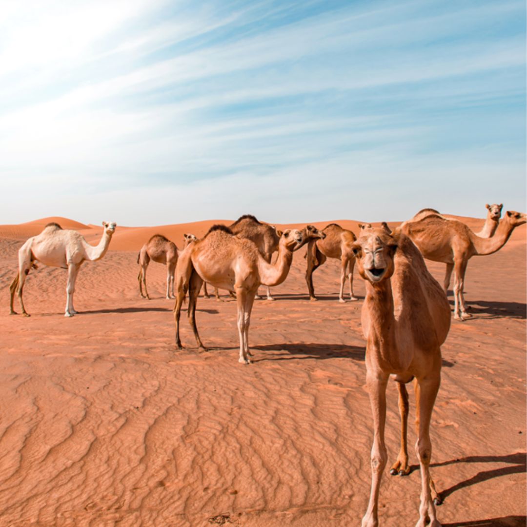 Desert