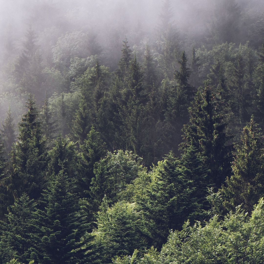 Forest &amp; Jungle