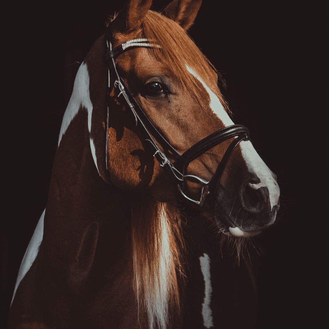 Horses