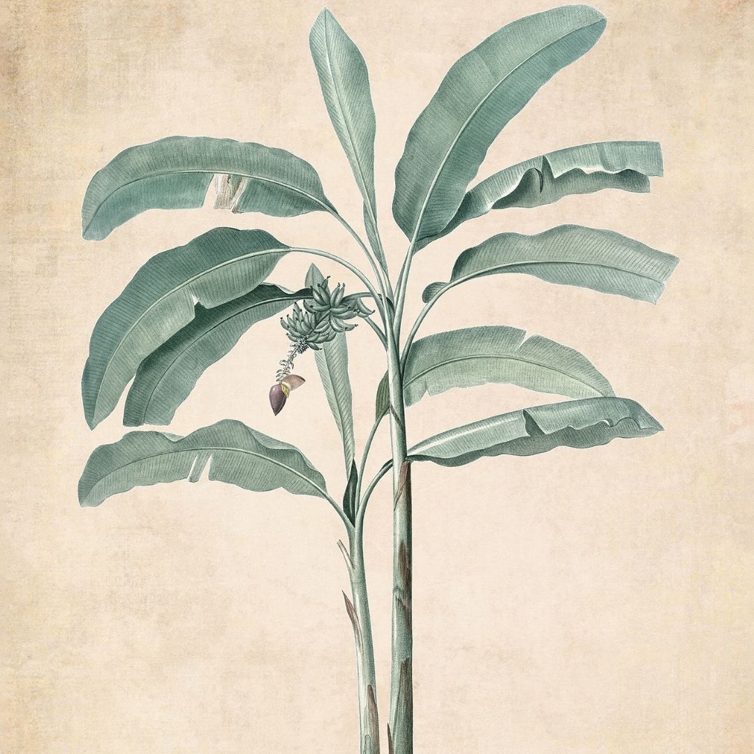 Plants