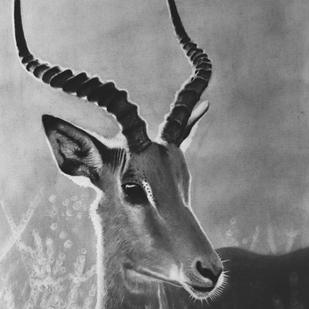 Wildlife and Animals