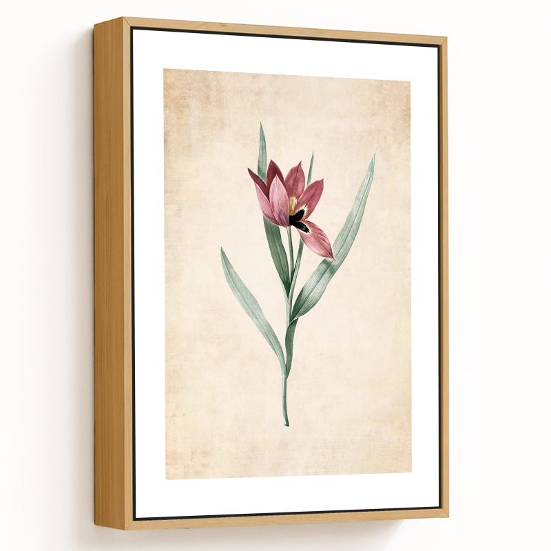Tulipa oculus Colis - Pressed Vintage Botanical