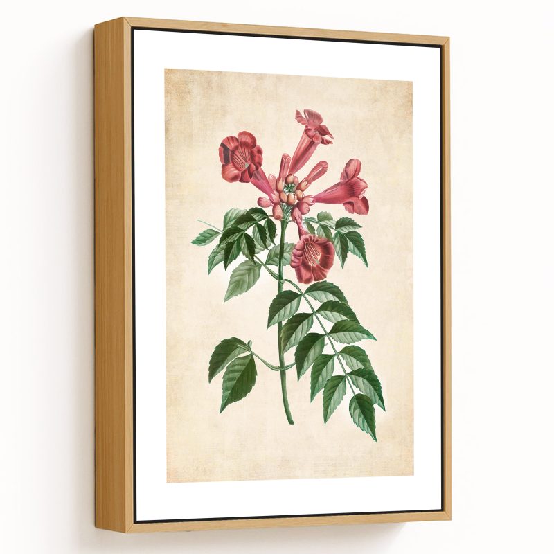Trumpet vine - Pressed Vintage Botanical