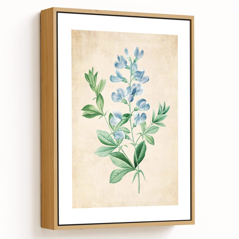 Sweet pea flower botanical - Pressed Vintage Botanical