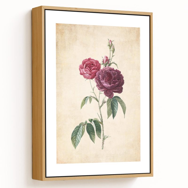 Purple French Rose, Rosa gallica purpuro-violacea magna - Pressed Vintage Botanical