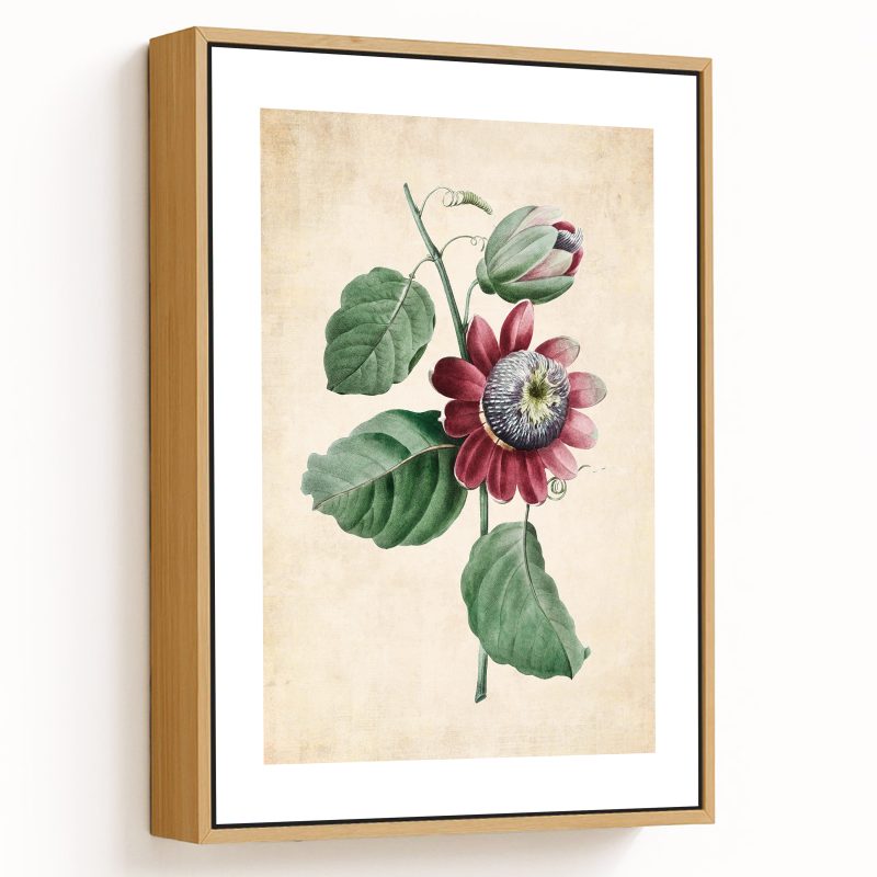 Passiflore ailee - Pressed Vintage Botanical