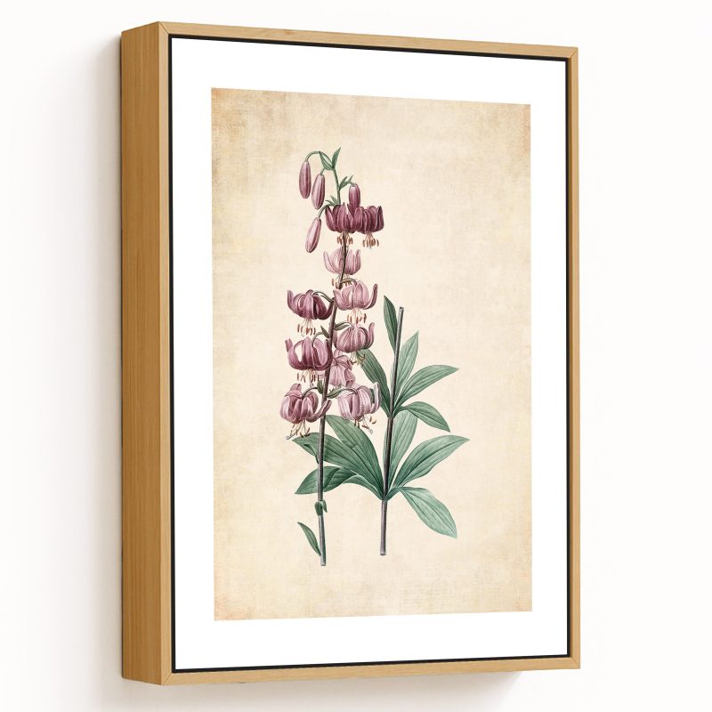 Lilium martagon - Pressed Vintage Botanical