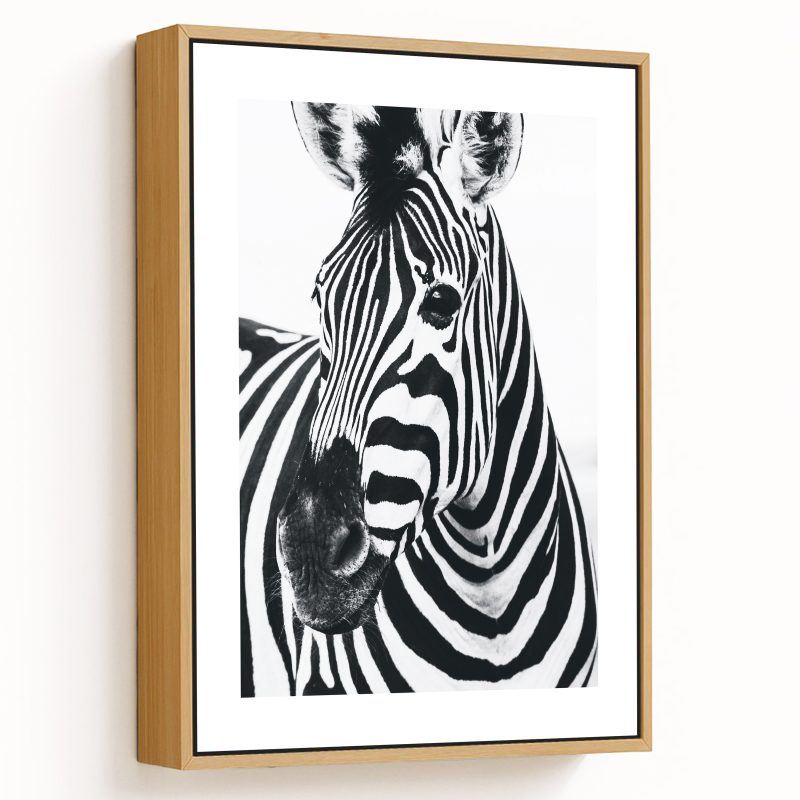 Black and white zebra