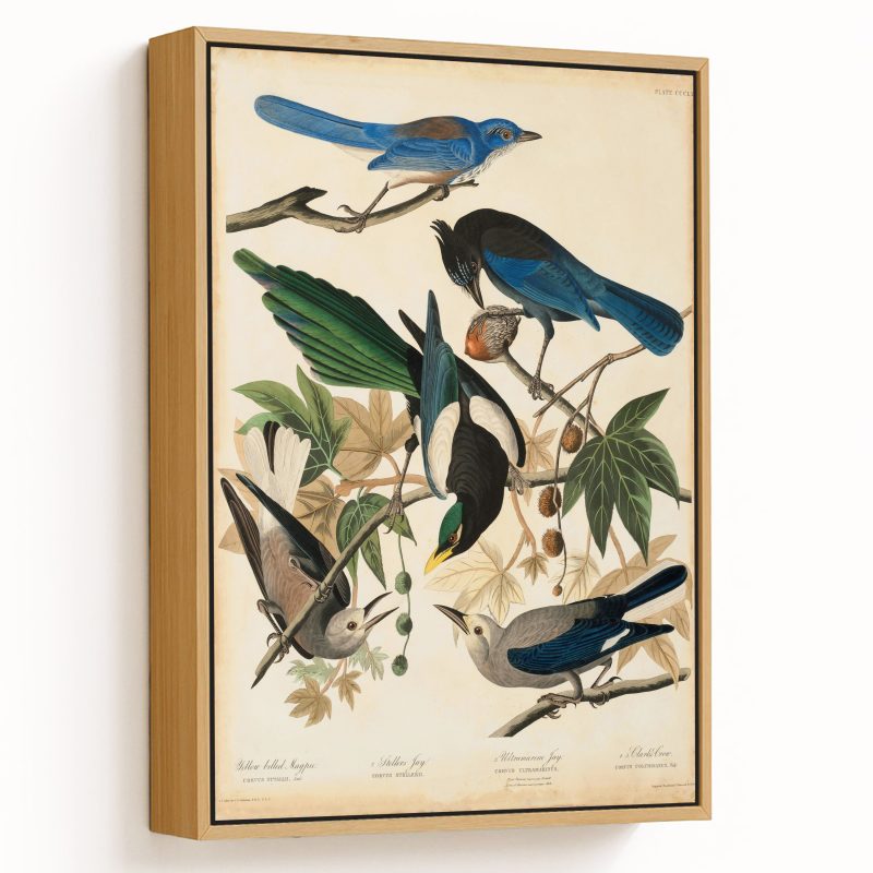 Four Birds: Yellow Billed Magpie; Steller's Jay; Ultramarine Jay; Clark's Crow by John James Audubon (1830-48)